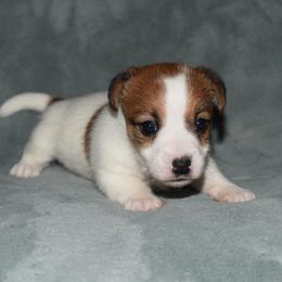 Rosemary Girl - White and tan female Russell Terrier puppy in Middletown, Virginia from DBF Russell Terriers
