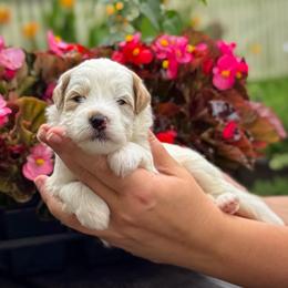 Shortcake - White male Sheepadoodle puppy in Wharton, Texas from Little Fur Friends