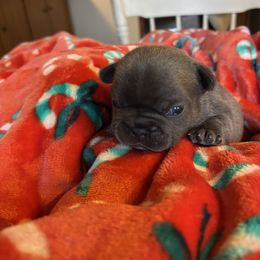 Grunt - Blue fawn male French Bulldog puppy in Alabama from Southern Bulldogs