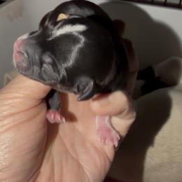 Darin - Black and tan male Chihuahua puppy in Seneca, Missouri from Stephanie’s Puppy Colony