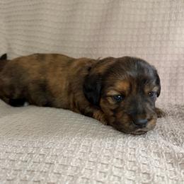 Girl 1 AKC pink - Dapple female Dachshund puppy in Grand Valley, Pennsylvania from Dachshunds on the Hill