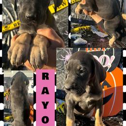Rayon - Black female Great Dane puppy in Wellsville, New York from Prophecy Danes