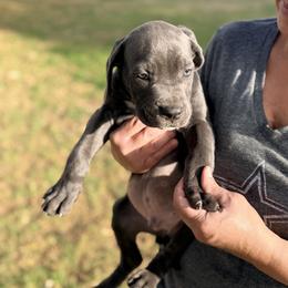 Boy 5 - Gray male Cane Corso puppy in Granbury, Texas from Revolutions Kennel
