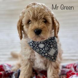 Mr Green - Cream male Goldendoodle puppy in South Jordan, Utah from JD Goldendoodles