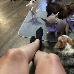 Chihuahua Puppies from Rebel’s Mighty Chihuahuas