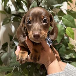 Biscuit - Chocolate and tan male Dachshund puppy in Winter Haven, Florida from Davidson's Dachshunds