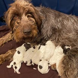 Willow - Wirehaired Pointing Griffon