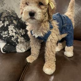 Minnie - Red  female Poodle puppy in Oak Glen, California from Coriander Pups