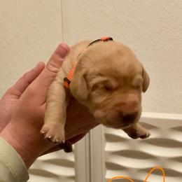 Orange - Yellow male Labrador Retriever puppy in Newaygo, Michigan from Royal Oak Gundogs