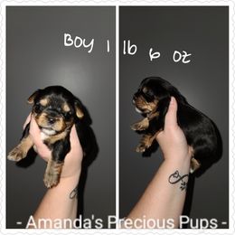Boy 1 - Yorkshire Terrier puppy in Wartburg, Tennessee from Amanda's Precious Pups