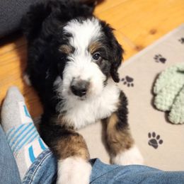 Bernedoodle and Bernese Mountain Dog Puppies from KEE Bernedoodles