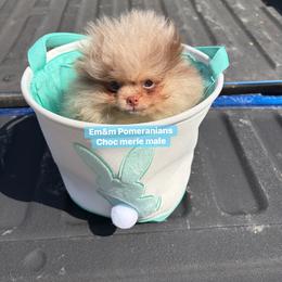 Choc merle and tan - Chocolate merle male Pomeranian puppy in Kentucky from Em&M Pomeranians