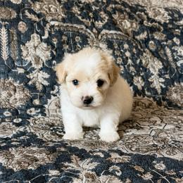 Sunny - Apricot male Havapoo puppy in Norwood, Missouri from Neuroth Pup Co.