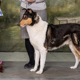 Collies from East View Farm