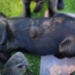 Labrador Retriever Puppies from Steele Caliber Retrievers
