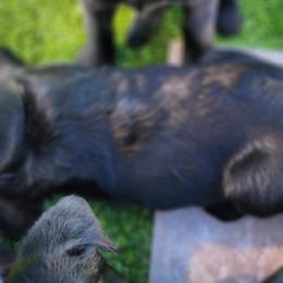 Labrador Retriever Puppies from Steele Caliber Retrievers