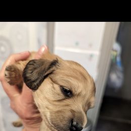 Girl 1 - Dachshund puppy in Homosassa, Florida from Foxies Doxies