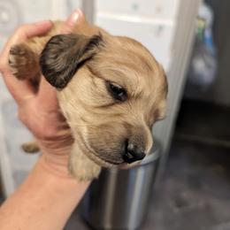 Girl 1 - Dachshund puppy in Homosassa, Florida from Foxies Doxies