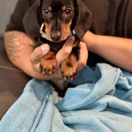 Gunner - Black and tan male Dachshund puppy in Ceres, California from Rockin' M’s LilBitty Dachshunds (LBD)