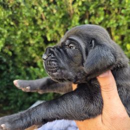 Mandy - Black female Great Dane puppy in Granby, Missouri from HCR Great Danes