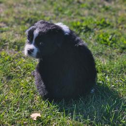 Mojave - Black & white male Miniature Australian Shepherd puppy in Orrtanna, Pennsylvania from Mountain Top Shepherd's