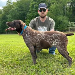 Daisy - German Shorthaired Pointer