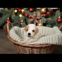 Polar - Parti male Maltipoo puppy in St. George, Utah from Winchester Hills Poodles and Doodles