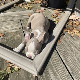 Boston Terrier Puppies from Bill's Boston Babies