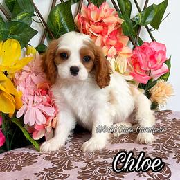 Chloe - Blenheim female Cavalier King Charles Spaniel puppy in Hollywood, Florida from World Class Cavaliers