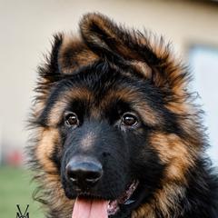 Samson - Black and red male German Shepherd puppy in Herriman, Utah from VMS Shepherds