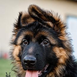 Samson - Black and red male German Shepherd puppy in Herriman, Utah from VMS Shepherds
