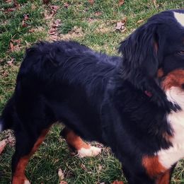 Bernese Mountain Dogs from Hideaway Farm