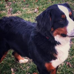 Bernese Mountain Dogs from Hideaway Farm