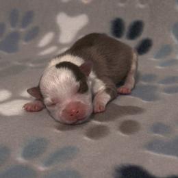 Crimson - Red and white female Pomsky puppy in Clarkston, Utah from Red Rock Ranch Breeders