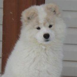 Samoyeds from Firecloud Samoyeds
