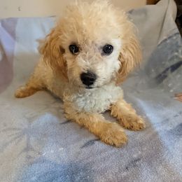 Chihuahua, Cockapoo, Cocker Spaniel, Poodle, Yorkipoo, and Yorkshire Terrier Puppies from Baker Kennels
