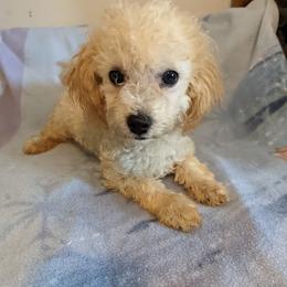 Chihuahua, Cockapoo, Cocker Spaniel, Poodle, Yorkipoo, and Yorkshire Terrier Puppies from Baker Kennels