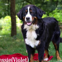 Violet/Jessie - Bernese Mountain Dog