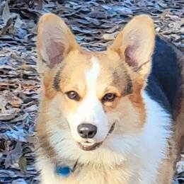 Brewster - Pembroke Welsh Corgi