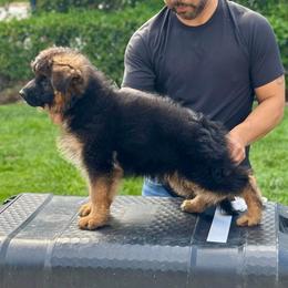 German Shepherd Puppies from Von Legends Burg