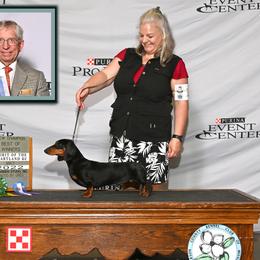 TEAM - Dachshund