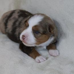 Sage - Red merle male Toy Australian Shepherd puppy in Albia, Iowa from J Bar M Toy and Mini Aussies