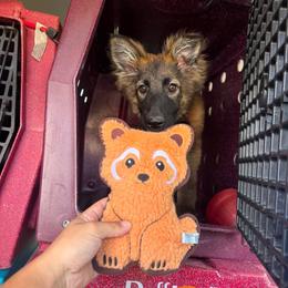 Orange Collar Female - Coco - Sable female German Shepherd puppy in Adelanto, California from Würdighaus Kennels