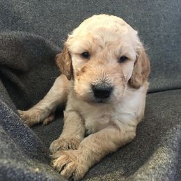 Goldendoodle Puppies from Brashears Livestock and Dogs