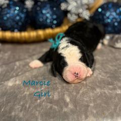 Marcie - female Golden Mountain Doodle puppy in Rockville, Minnesota from Bracha Poodles & Doodles