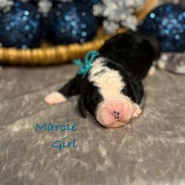 Marcie - female Golden Mountain Doodle puppy in Rockville, Minnesota from Bracha Poodles & Doodles