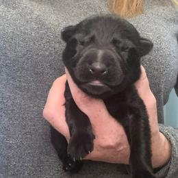 Black collar - Black female German Shepherd puppy in Canterbury, Connecticut from Nachtwaechter German Shepherds, LLC