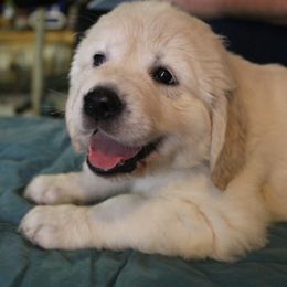 Golden Retriever Puppies from Spun Gold Golden Retrievers