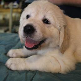 Golden Retriever Puppies from Spun Gold Golden Retrievers