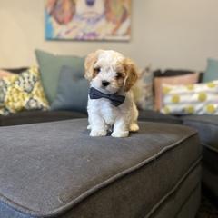 Cavachon, Cavalier King Charles Spaniel, and Cavapoo Puppies from Cavachon Love